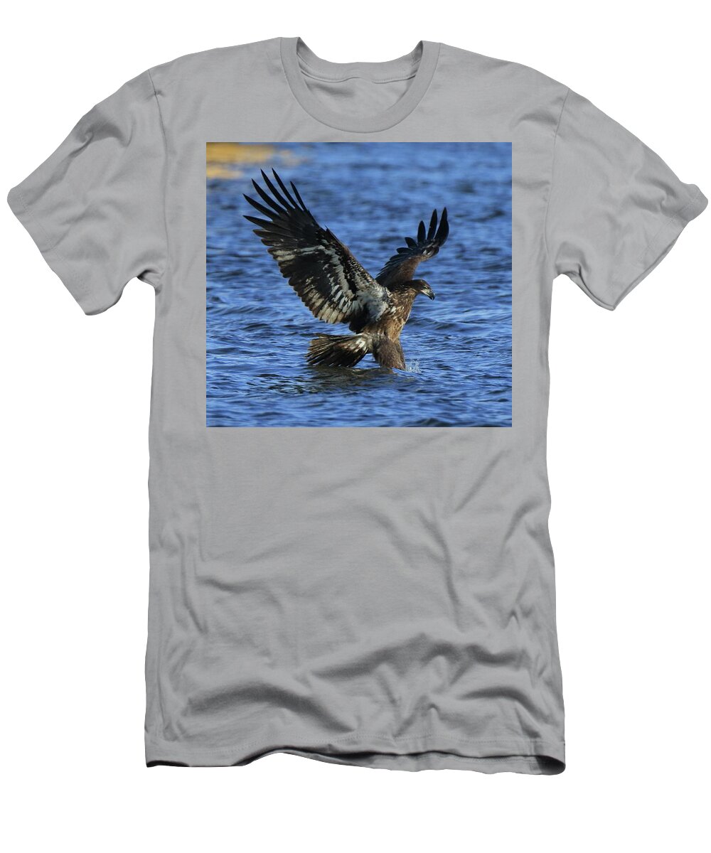 Eagle T-Shirt featuring the photograph Juvenile Eagle Fishing #1 by Coby Cooper