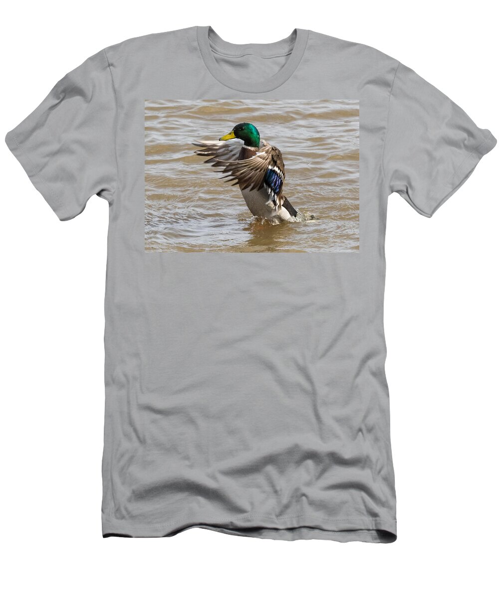 Male T-Shirt featuring the photograph Male Mallard by Holden The Moment