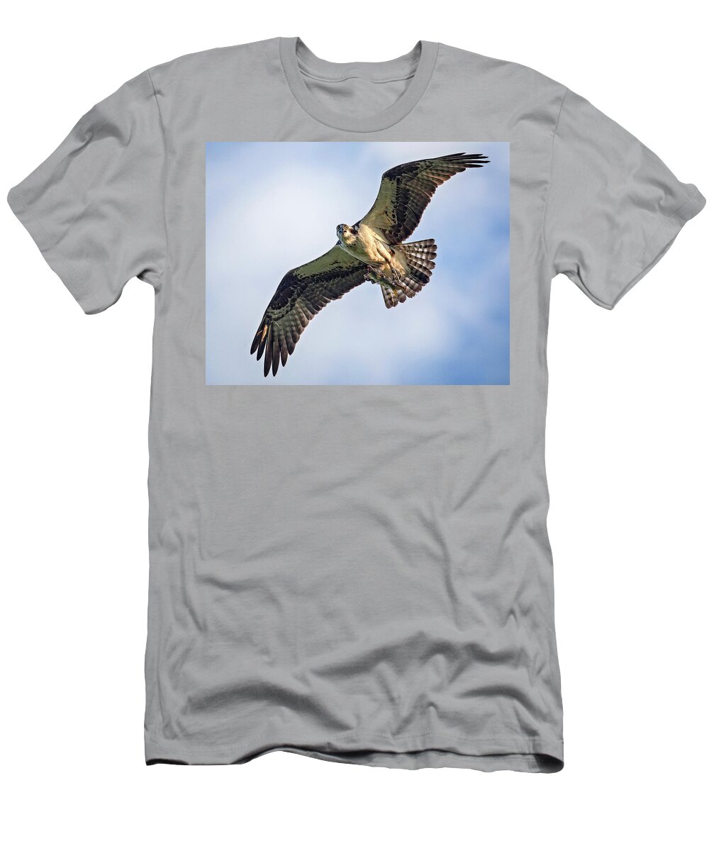 Osprey T-Shirt featuring the photograph Osprey with Catch #1 by Alan Raasch