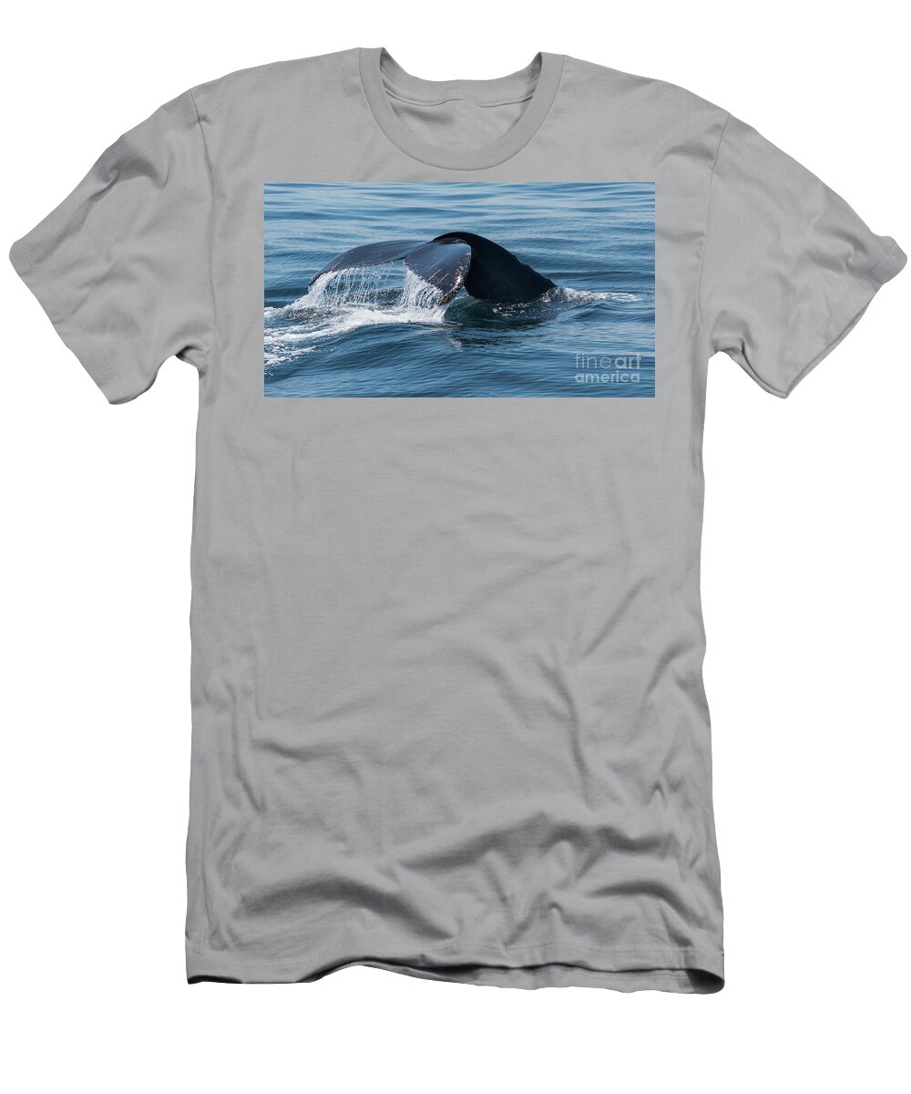 Tail T-Shirt featuring the photograph Humpback Whale Tail 1 by Lorraine Cosgrove