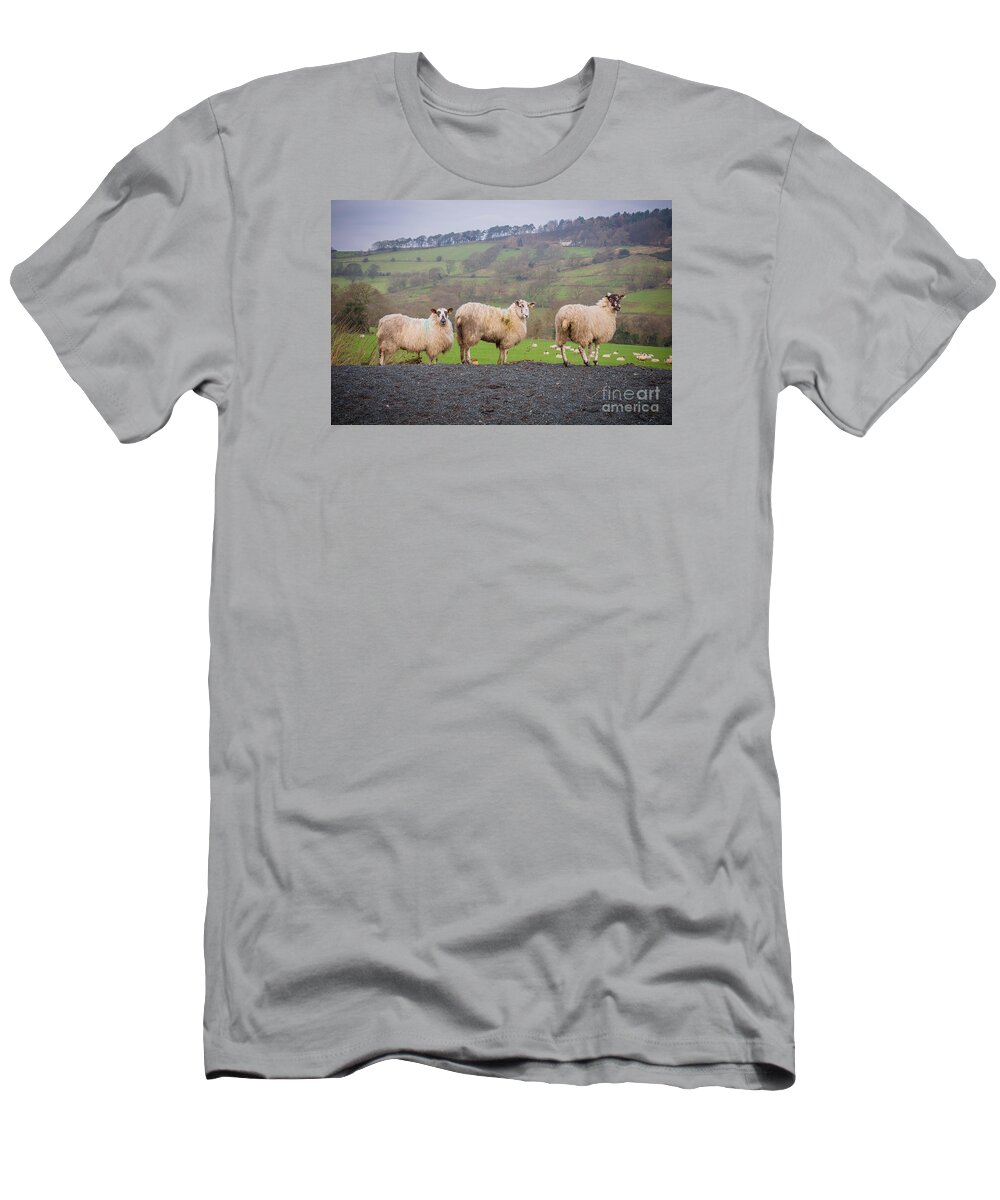 Blubberhouses T-Shirt featuring the photograph Sheep by Mariusz Talarek