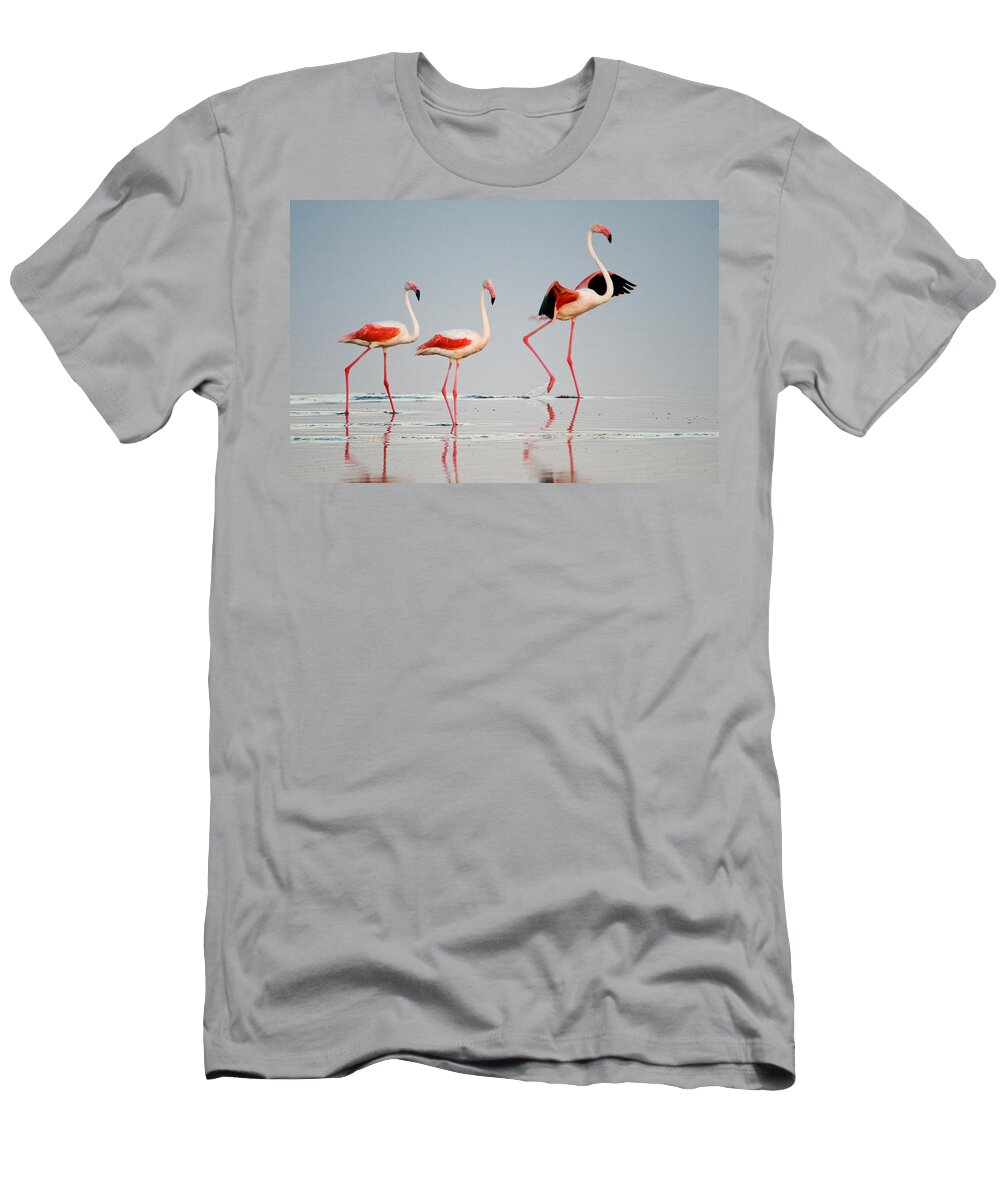 Photography T-Shirt featuring the photograph Greater Flamingos Phoenicopterus Roseus #5 by Panoramic Images