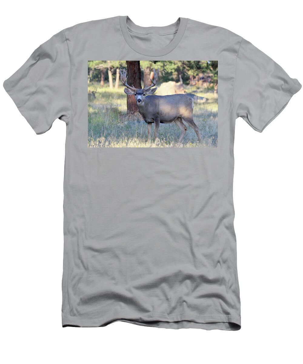 Mule Deer T-Shirt featuring the photograph 8x8 Mule Deer by Shane Bechler