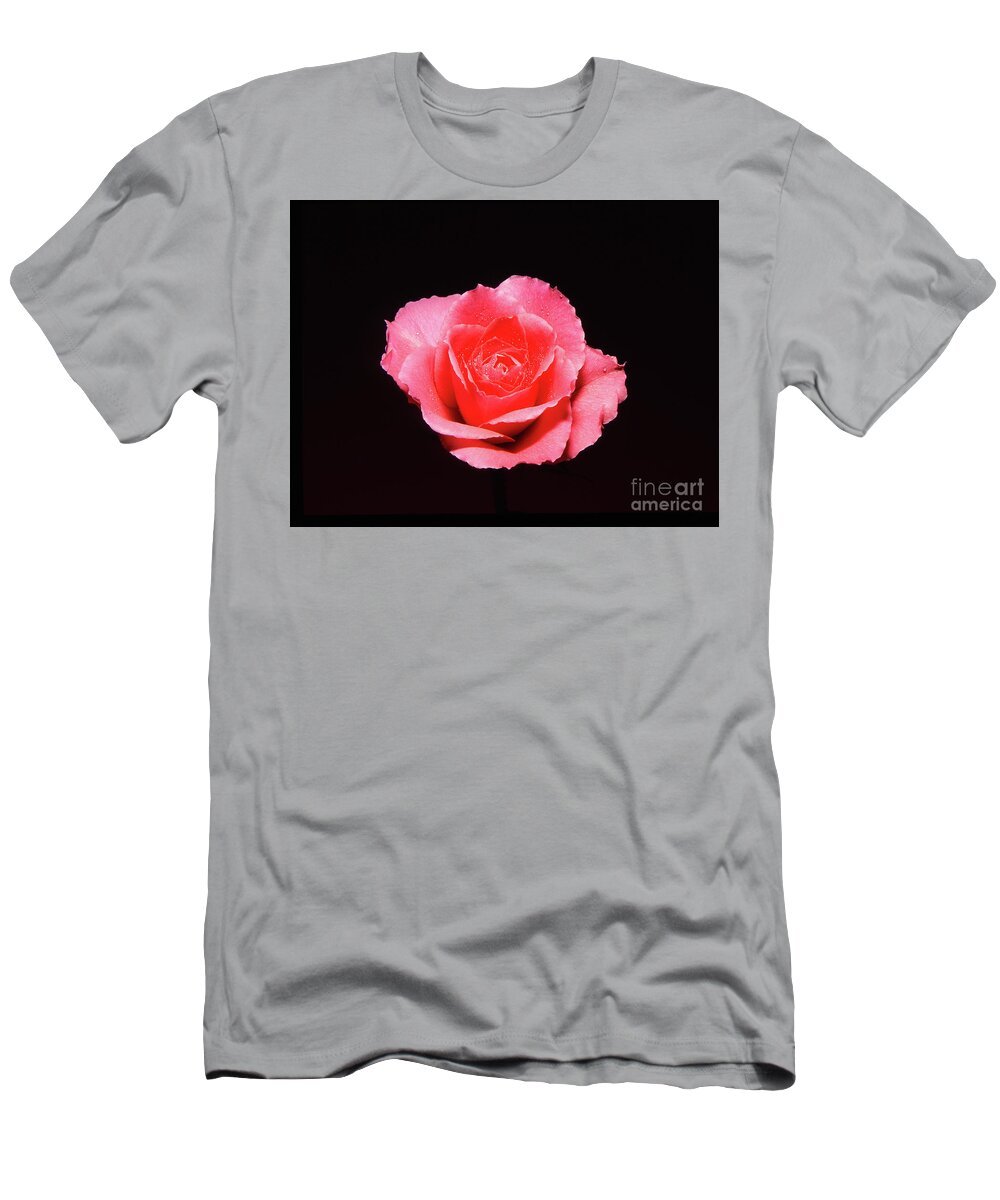 Rose T-Shirt featuring the photograph A rose is a rose is a rose by Casper Cammeraat