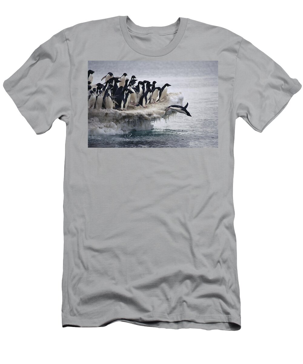 Mp T-Shirt featuring the photograph Adelie Penguin Pygoscelis Adeliae by Tui De Roy