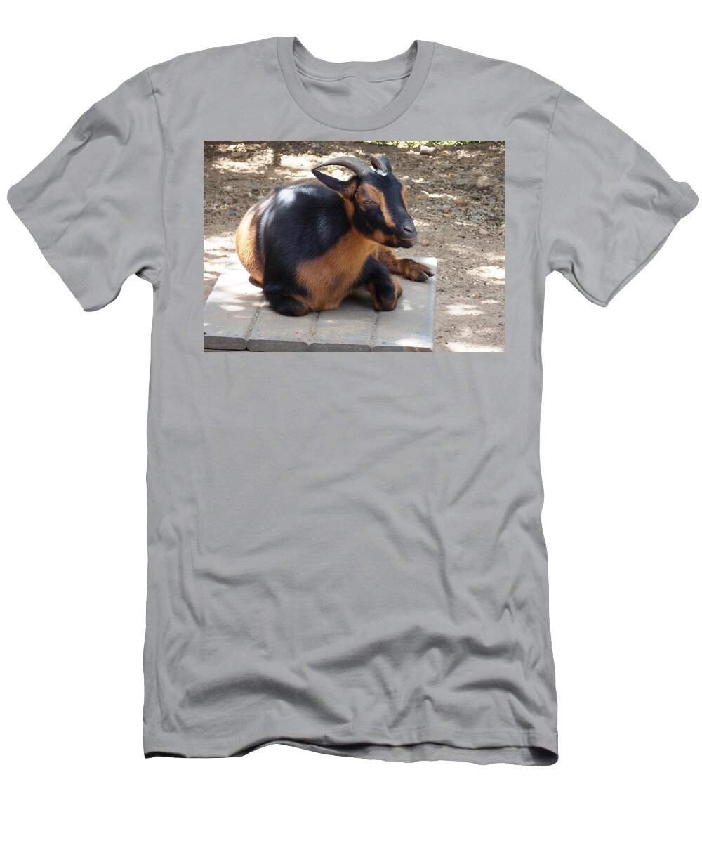 Goat T-Shirt featuring the photograph Afternoon Break by Nina Kindred