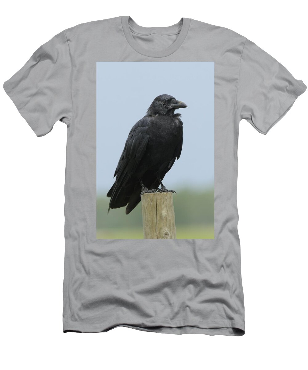 Crow T-Shirt featuring the photograph American Crow on a Post by Bradford Martin