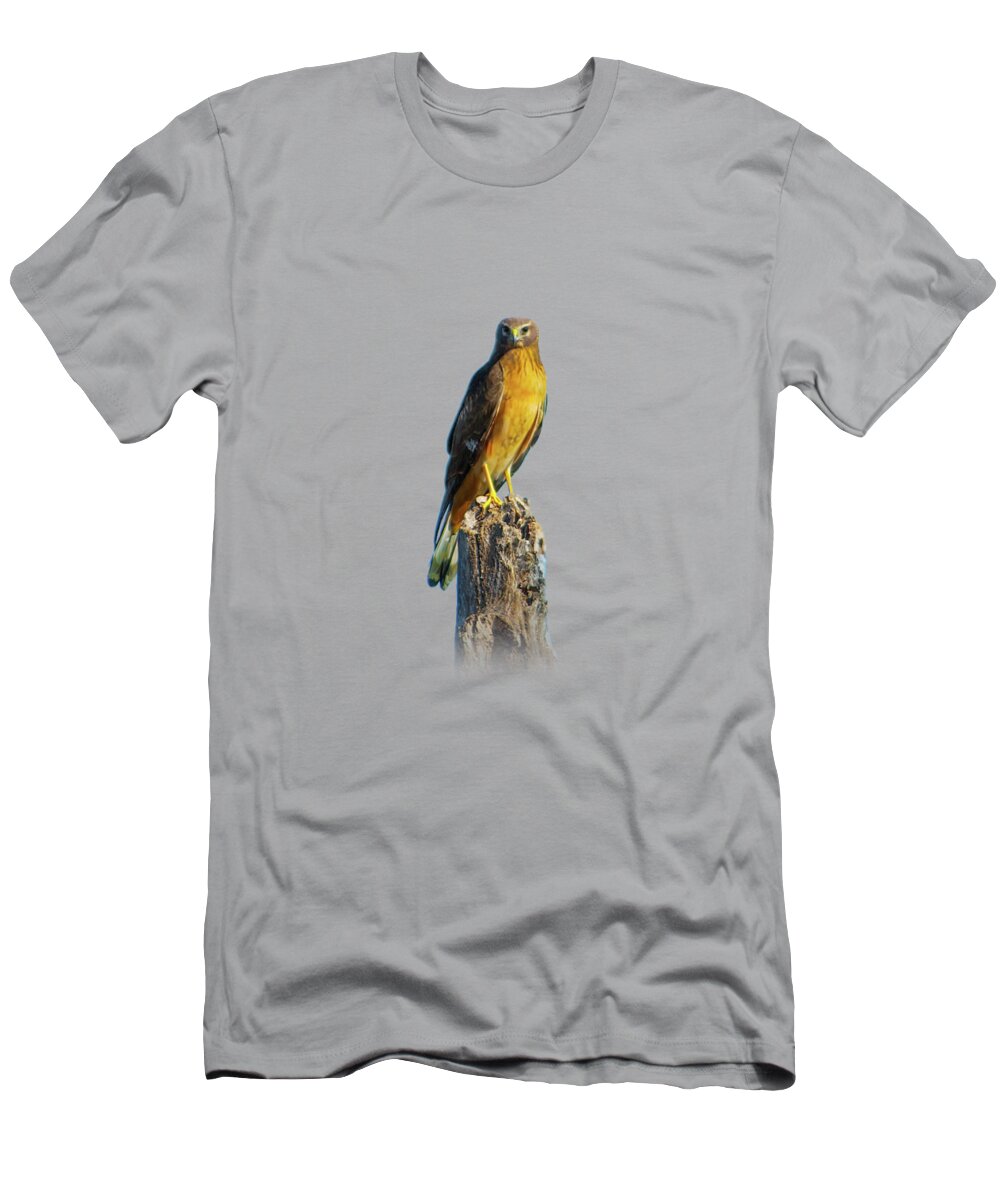 Northern Harrier T-Shirt featuring the photograph Northern Harrier Hawk by Mark Andrew Thomas