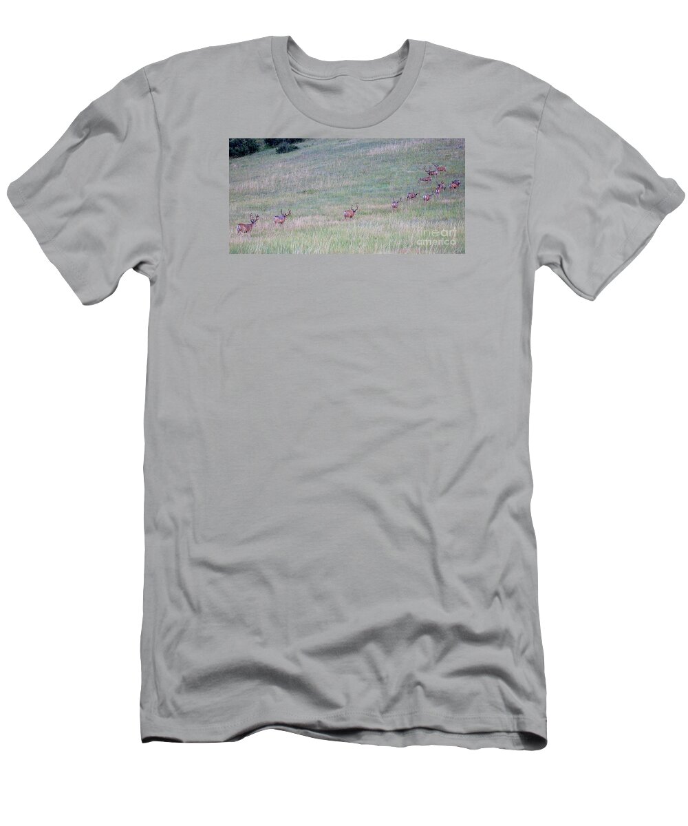 Deer T-Shirt featuring the photograph Band of Thirteen by Jim Garrison