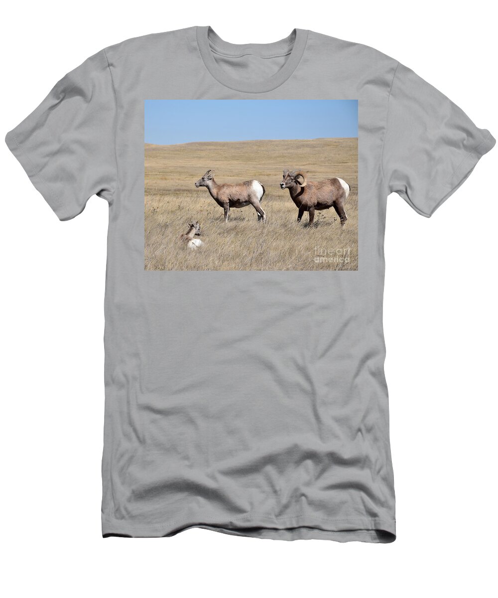 Big Horn Sheep Family T-Shirt featuring the photograph Big Horn Sheep Family by Kathy M Krause