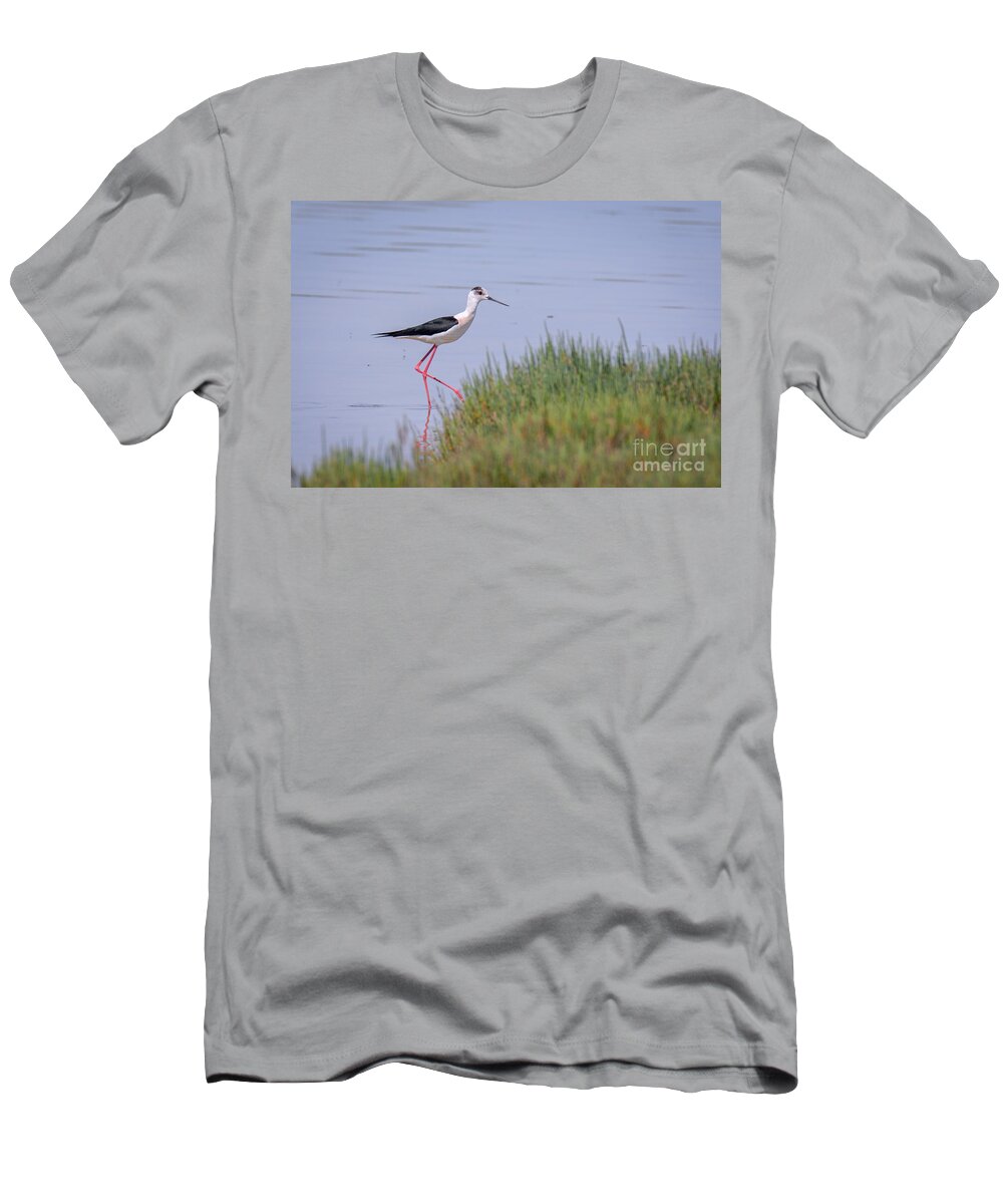 Animalia T-Shirt featuring the photograph Black Winged Stilt Kalochori Lagoon Greece by Jivko Nakev