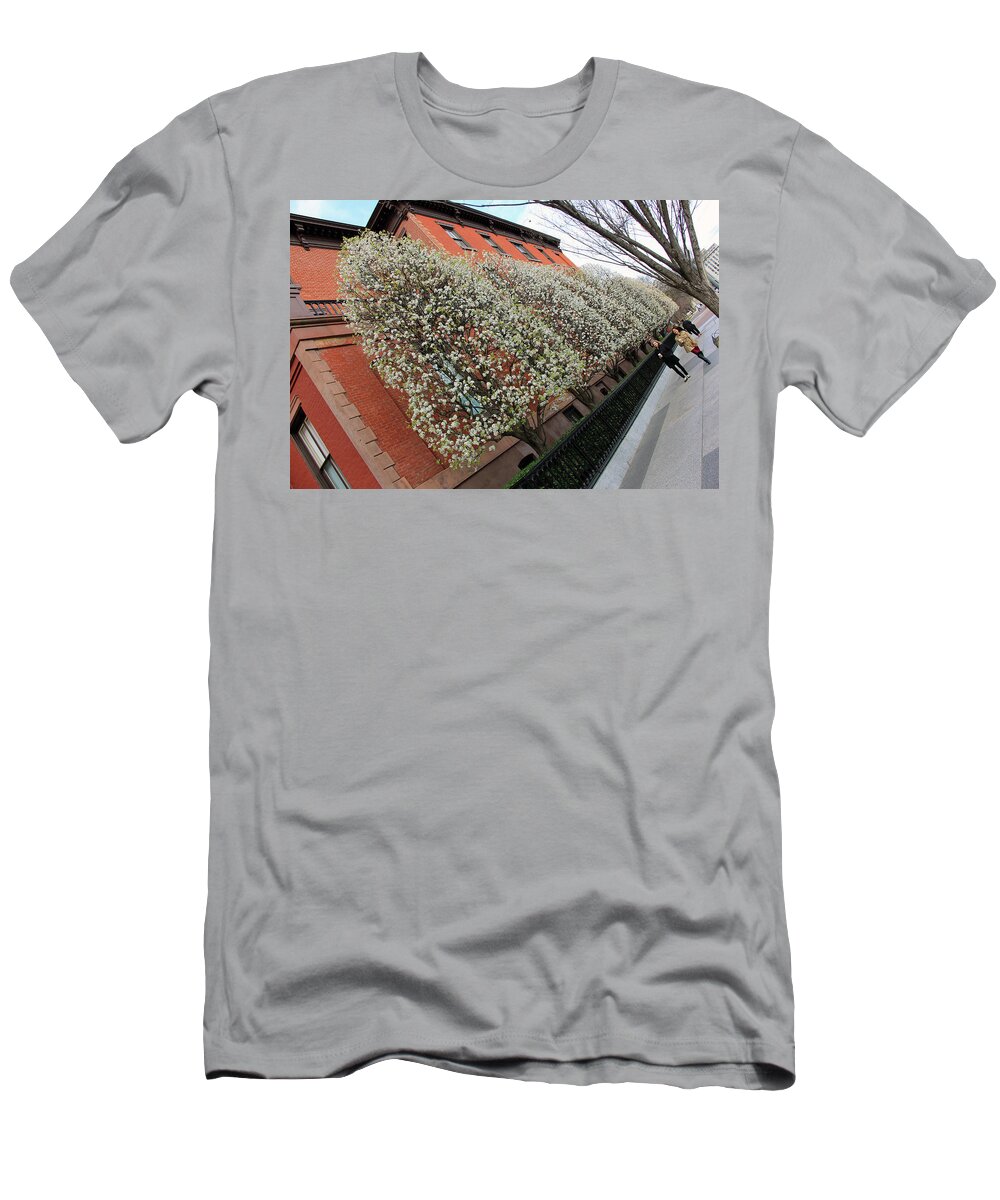 Pear T-Shirt featuring the photograph A Slant Of Blooming Pear Trees by Cora Wandel
