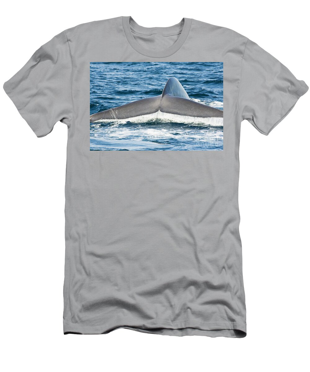 Adult T-Shirt featuring the photograph Blue Whale Tail by Dave Fleetham - Printscapes