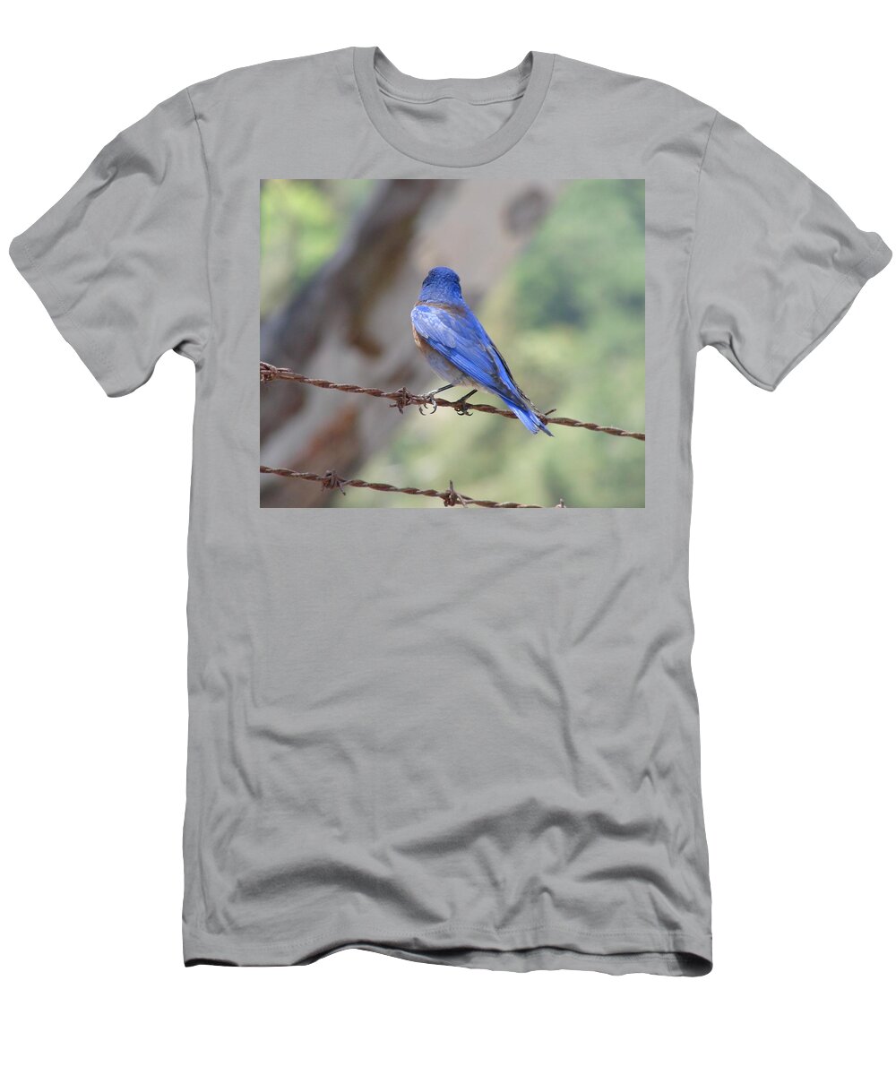 Bluebirds T-Shirt featuring the photograph Bluebird on the fence by Liz Vernand