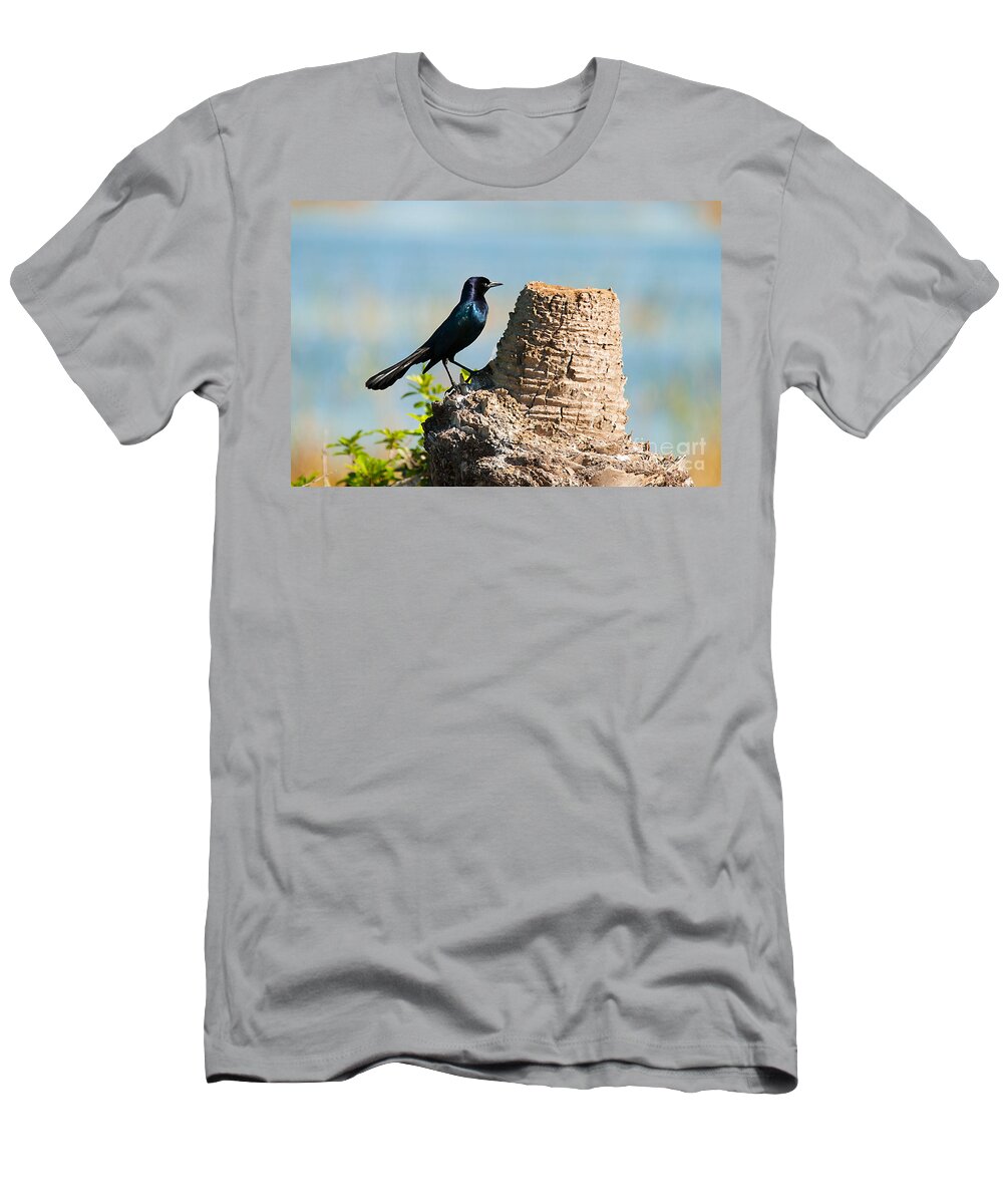 Black T-Shirt featuring the photograph Boat Tailed Grackle by Photos By Cassandra