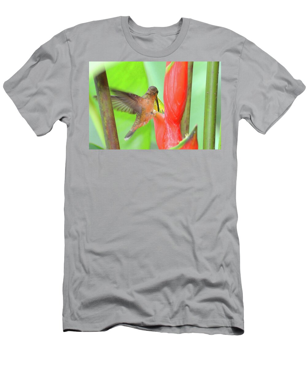 Heliconia T-Shirt featuring the photograph Bronzy Hermit on Heliconia by Ted Keller