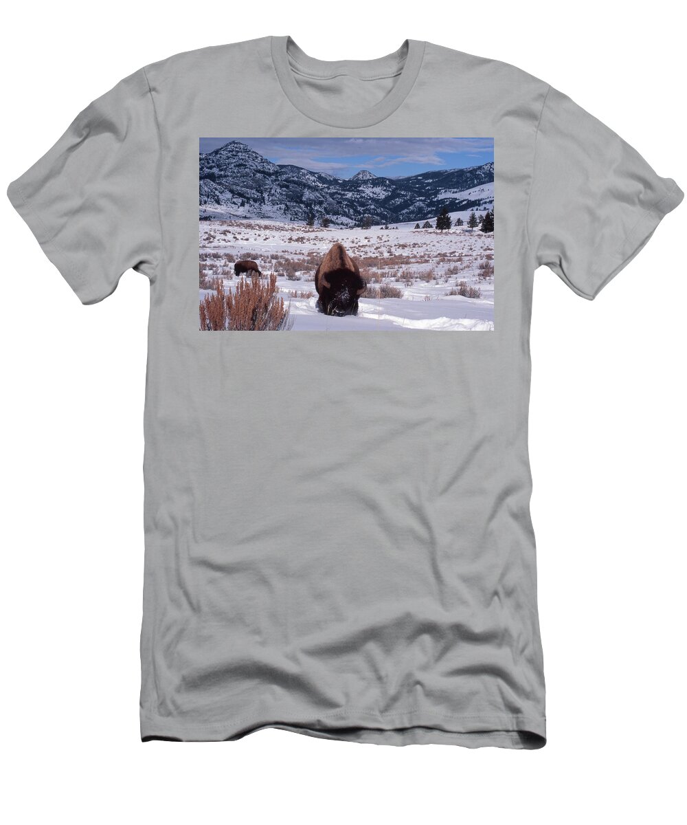 Winter Scene T-Shirt featuring the photograph Buffalo in the Rockies by Edward R Wisell