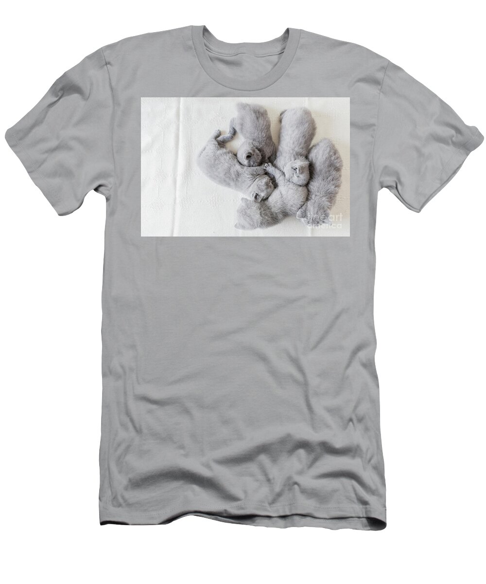 Cat T-Shirt featuring the photograph Bunch of fluffy cats. British shorthair. by Michal Bednarek