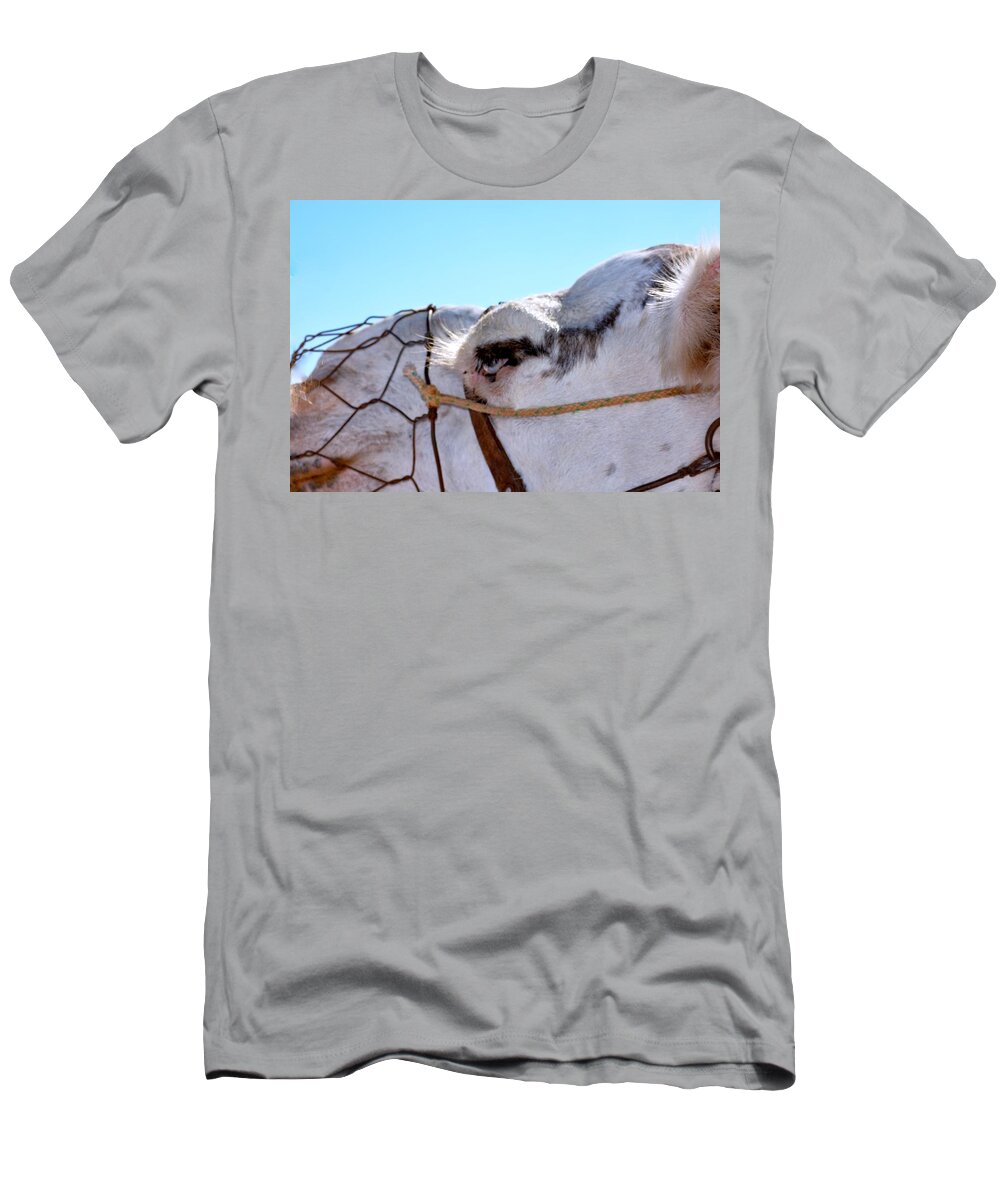 Camel T-Shirt featuring the photograph Camel by Mark J Dunn