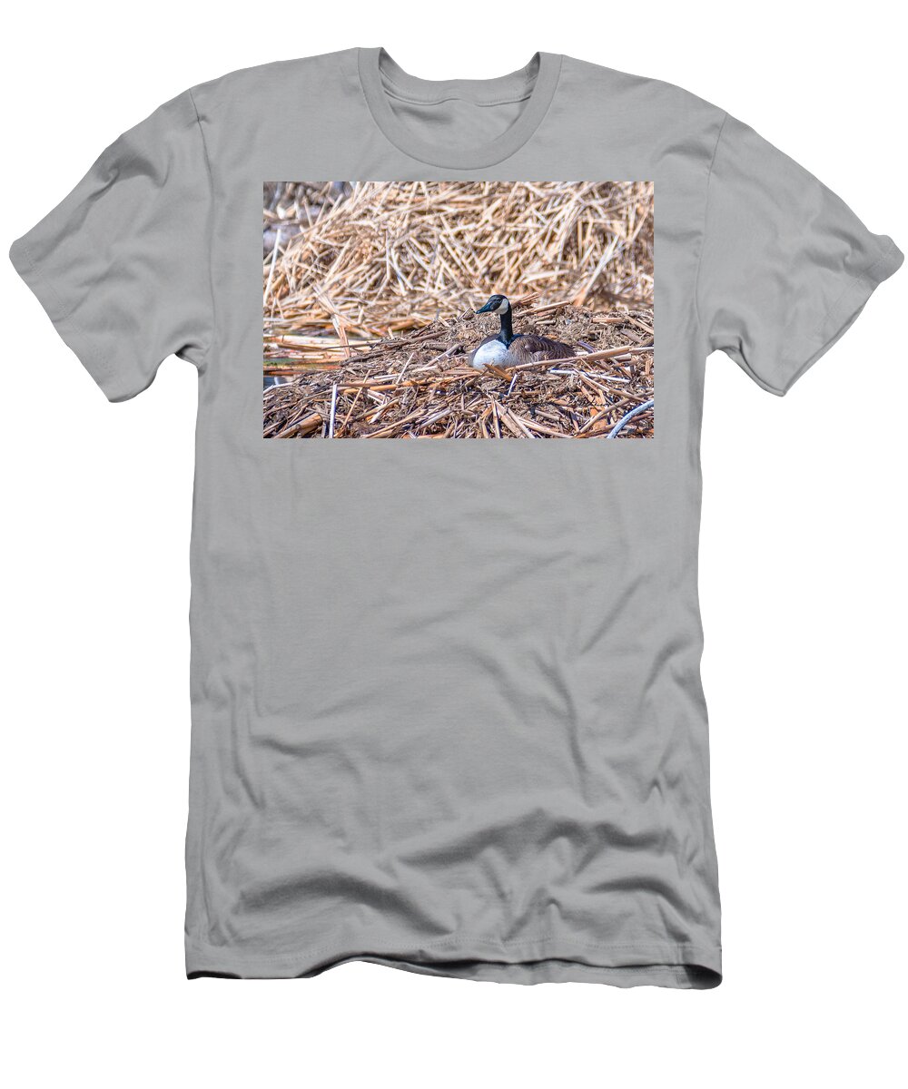 Heron Heaven T-Shirt featuring the photograph Canada Goose Nesting by Ed Peterson