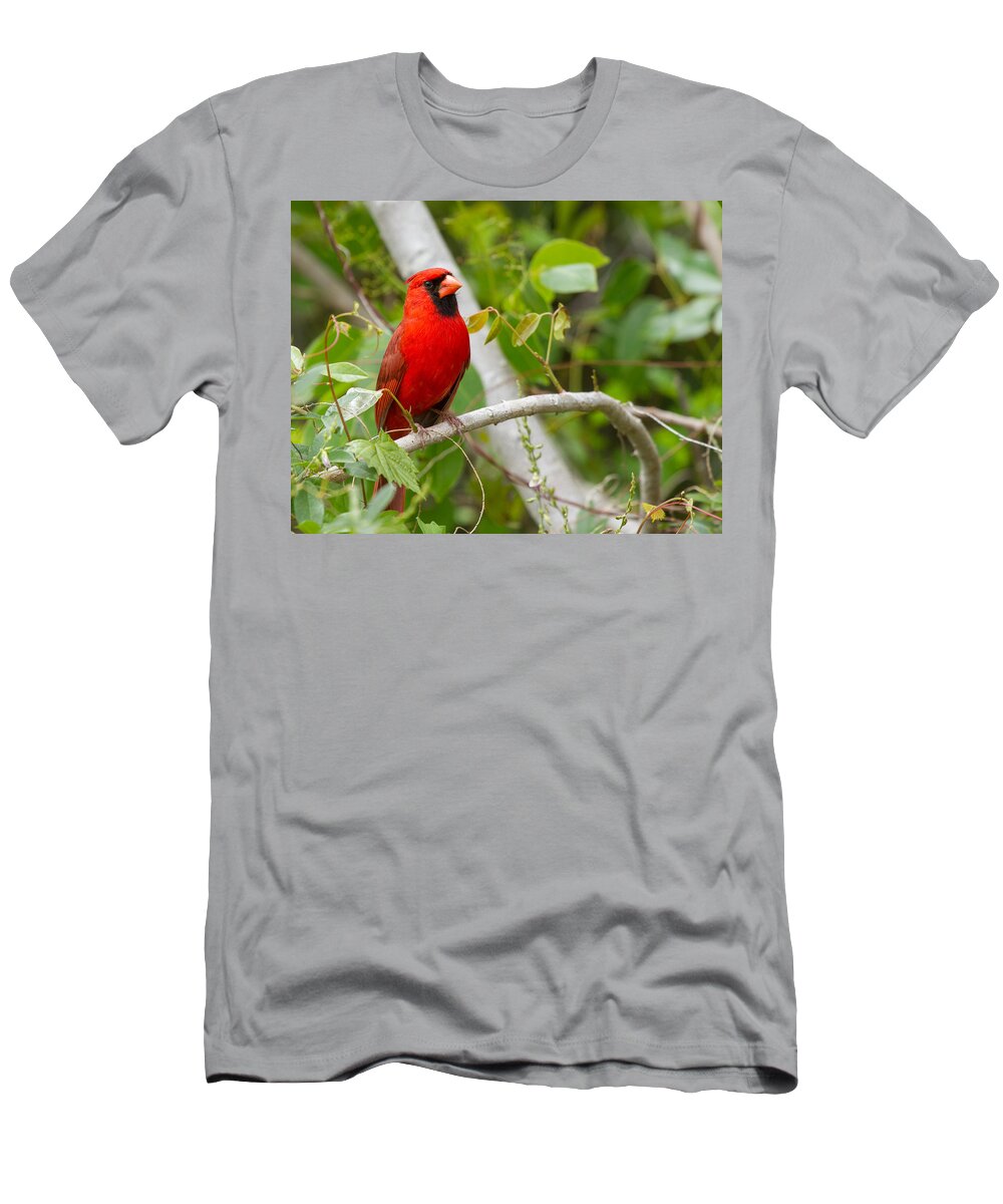 Cardinal T-Shirt featuring the photograph Cardinal 147 by Michael Fryd
