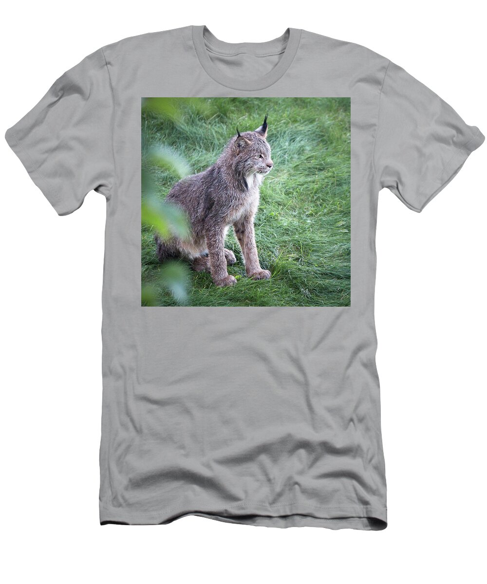 Lynx T-Shirt featuring the photograph Champion Mama Lynx by Tim Newton