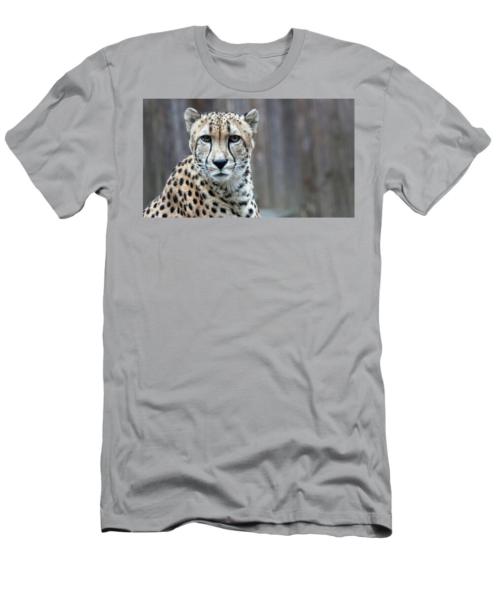 Cheetah T-Shirt featuring the photograph Cheetah by Jack Nevitt