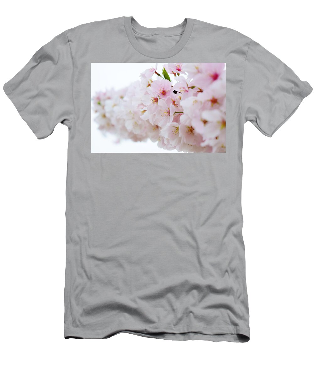 Cherry Blossom T-Shirt featuring the photograph Cherry Blossom Focus by Nicole Lloyd