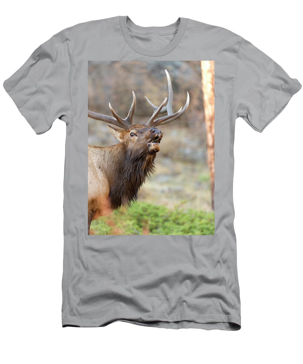 Bull Elk T-Shirt featuring the photograph Closeup Bugling Bull Elk by Gary Langley