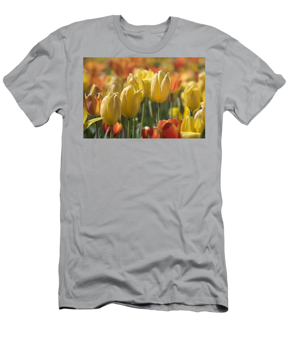 Tulipa T-Shirt featuring the photograph Coming up Tulips by Jeanne May