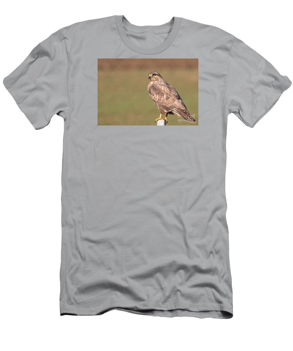 Accipitridae T-Shirt featuring the photograph Common Buzzard Along the Highway Nis Budapest by Jivko Nakev