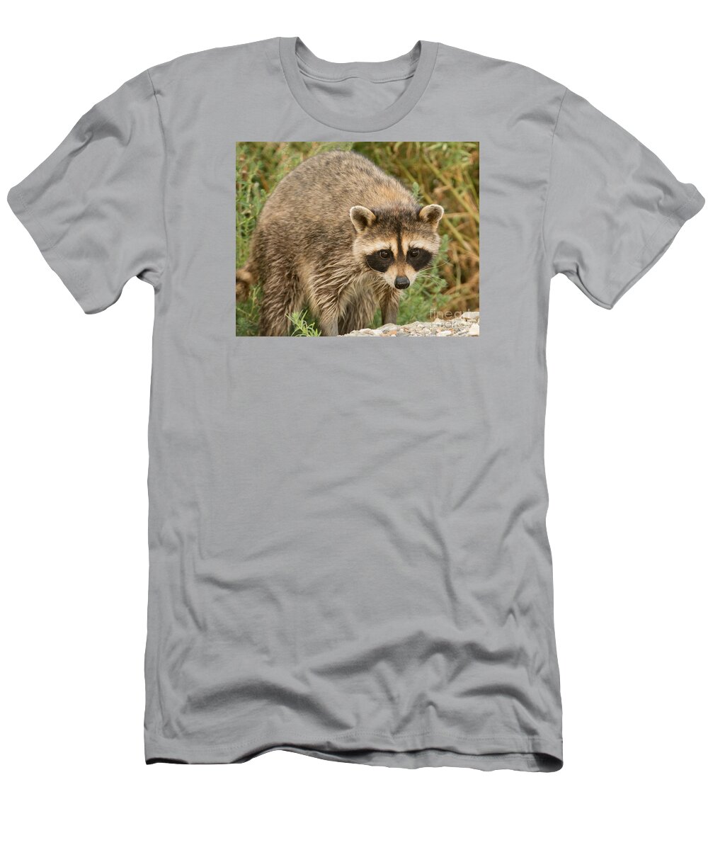 Mammal T-Shirt featuring the photograph Common Raccoon by Dennis Hammer