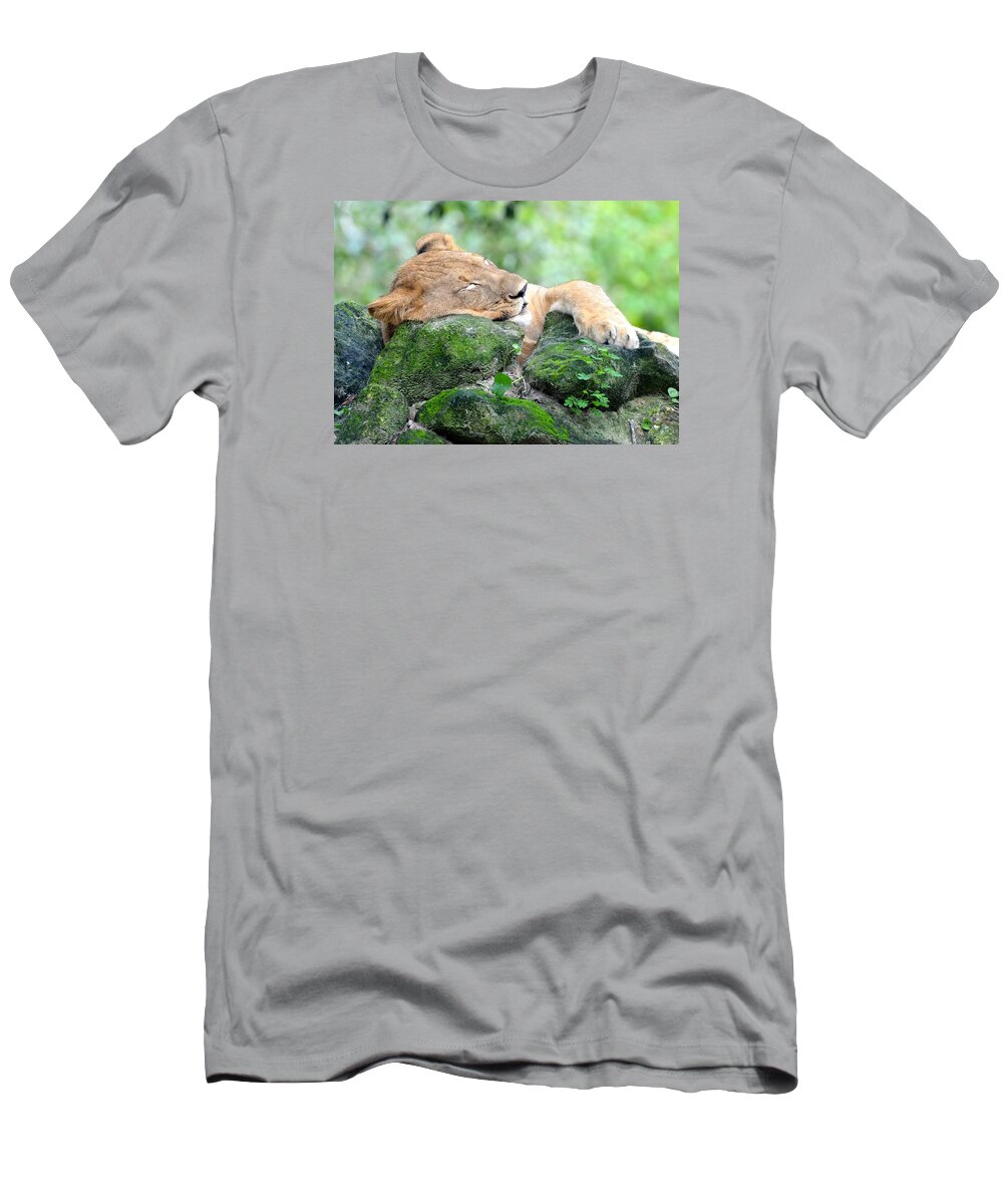 Jacksonville T-Shirt featuring the photograph Contented Sleeping Lion by Richard Bryce and Family