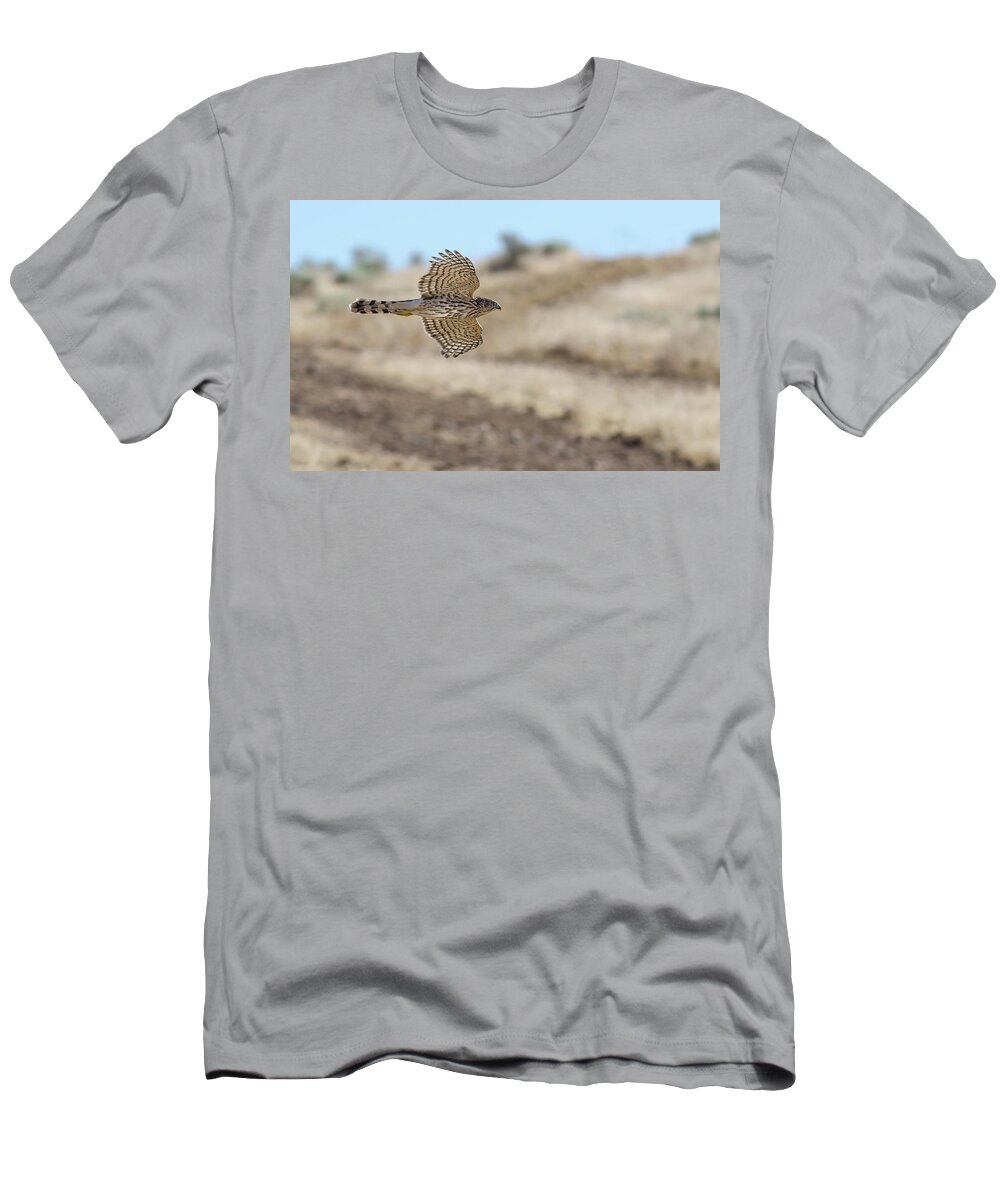 Accipiter T-Shirt featuring the photograph Coopers Hawk in flight by Rick Mosher