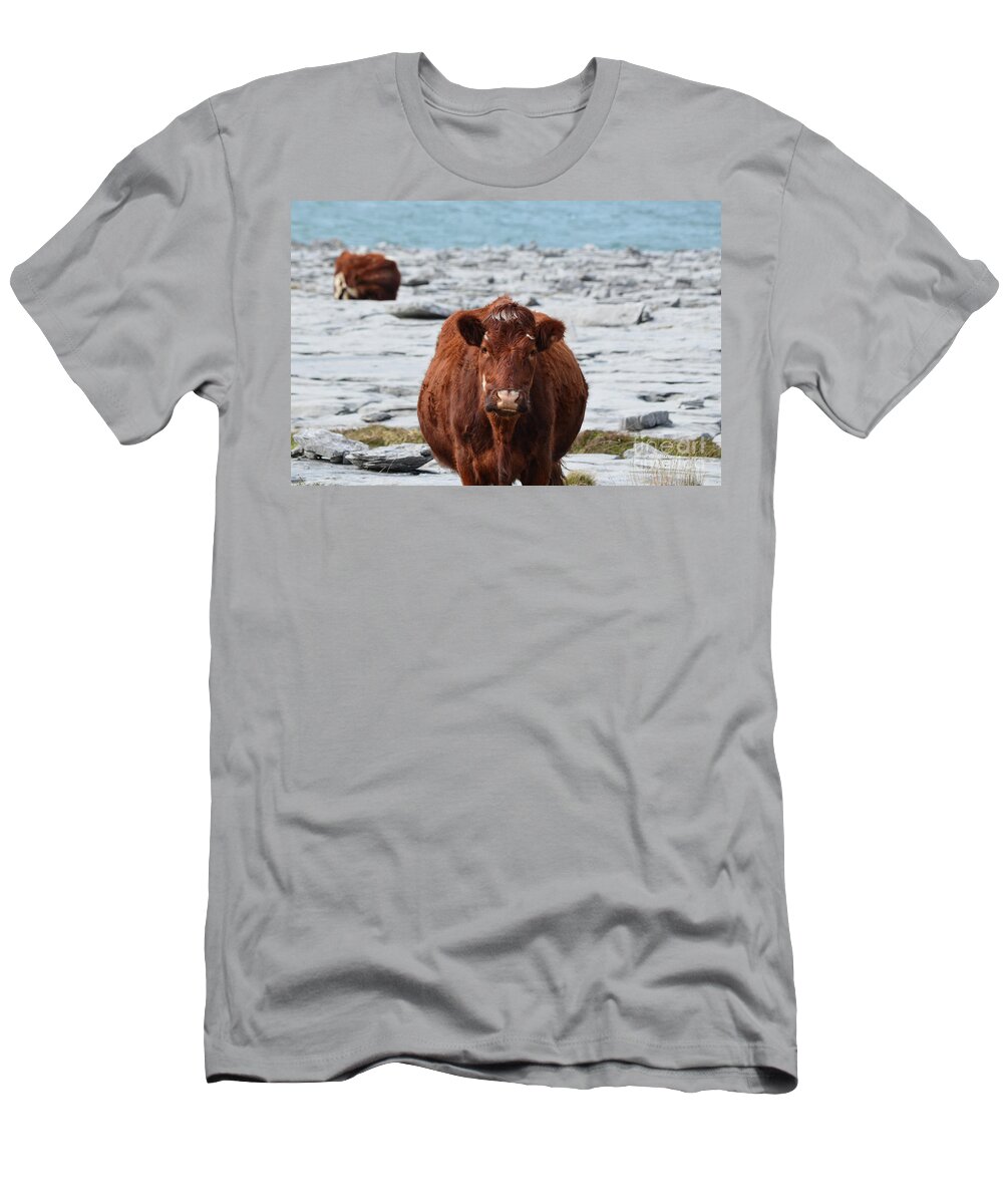 Cow T-Shirt featuring the photograph Cows Grazing on the Burren in Ireland by DejaVu Designs