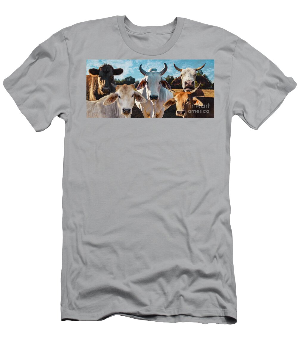 Cows T-Shirt featuring the photograph CupCake Cows by Metaphor Photo