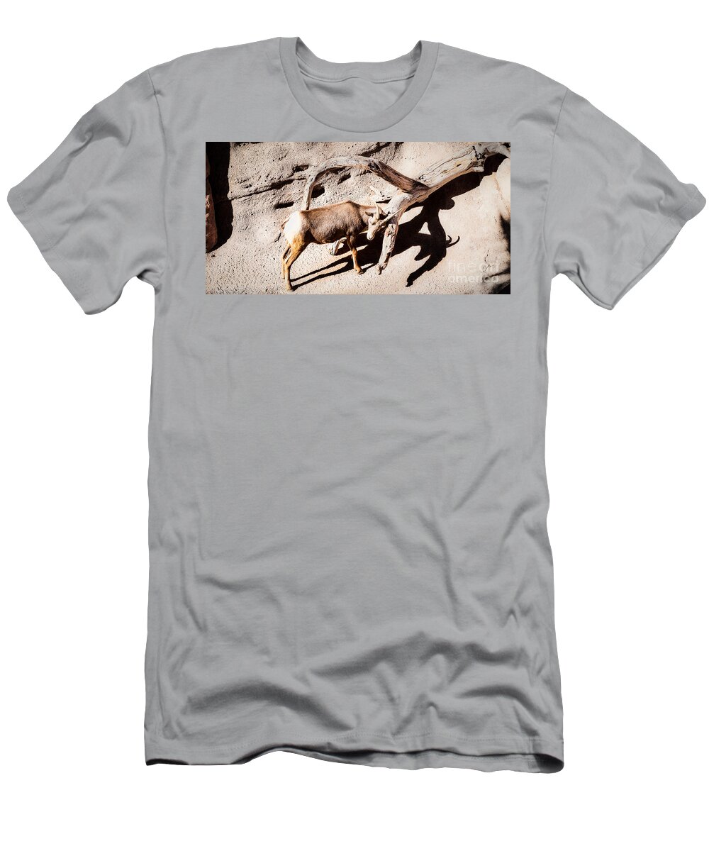 Arizona T-Shirt featuring the photograph Desert Bighorn Ram by Lawrence Burry