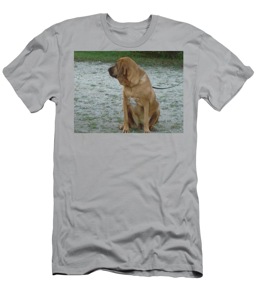 Bloodhound T-Shirt featuring the photograph Did you hear that? by Val Oconnor
