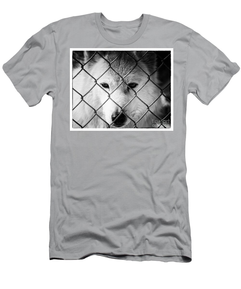 Animals In Nature T-Shirt featuring the photograph Dreams of Freedom by PIPA Fine Art - Simply Solid