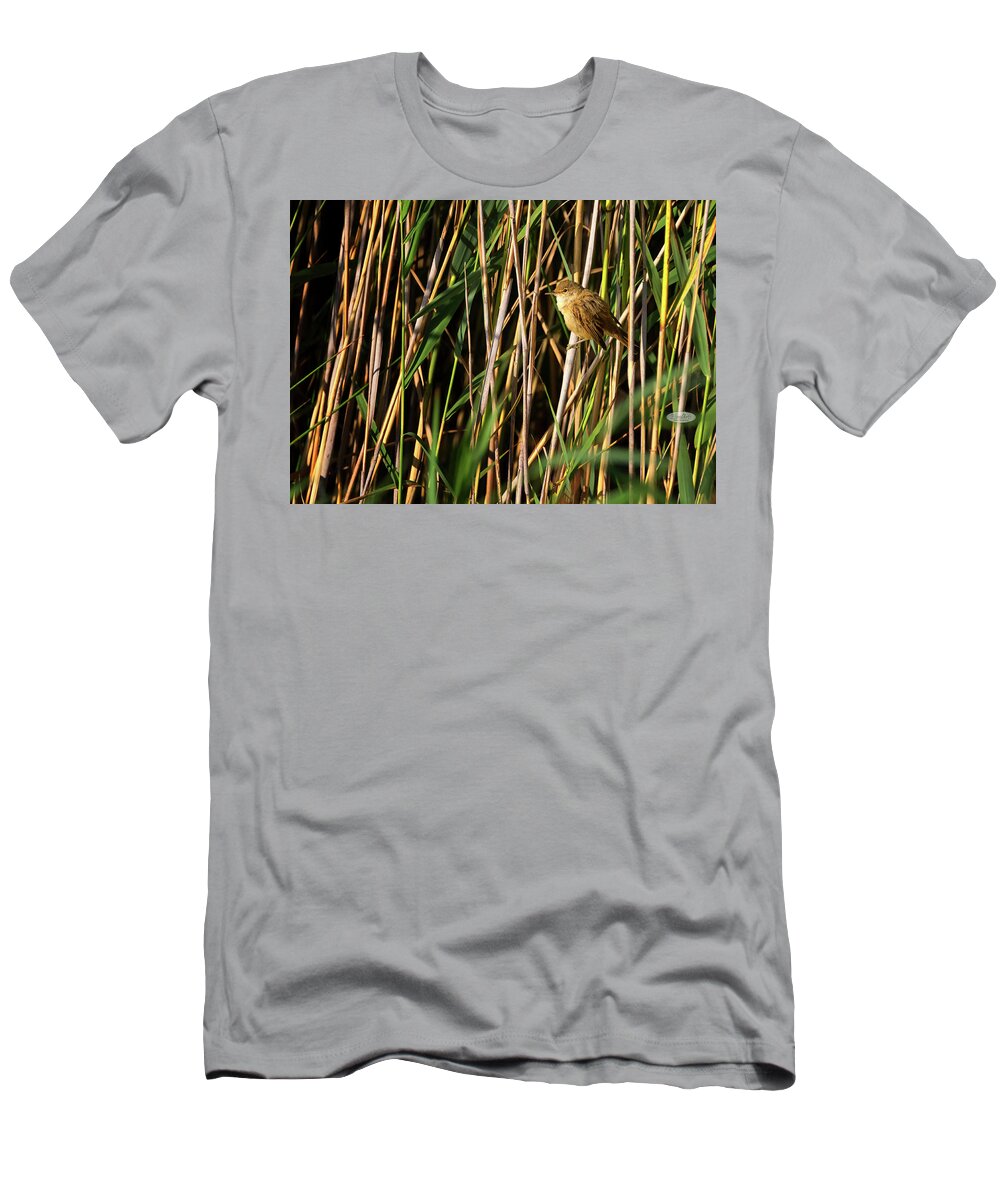 Warbler T-Shirt featuring the photograph Eurasian reed warbler, acrocephalus scirpaceus by Elenarts - Elena Duvernay photo