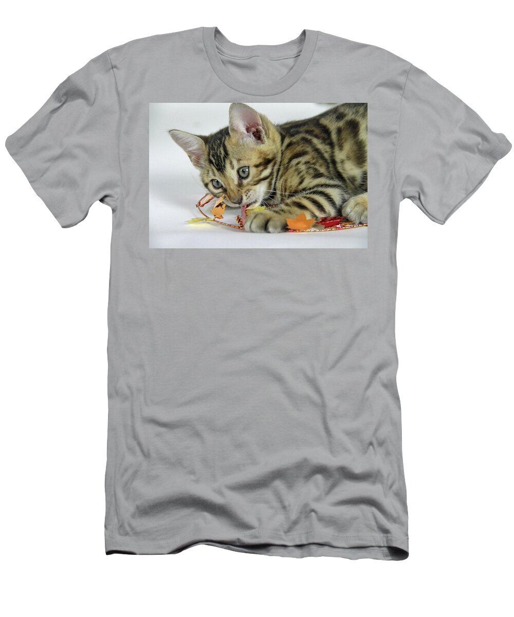 Bengal T-Shirt featuring the photograph Fall Kitten by Shoal Hollingsworth
