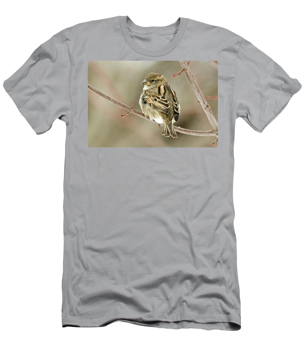 Female T-Shirt featuring the photograph Female House Sparrow by Michael Peychich