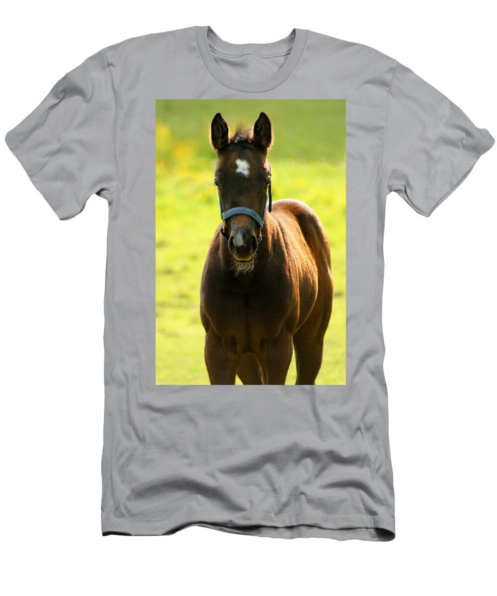 Horse T-Shirt featuring the photograph Fuzzy Colt by Angela Rath