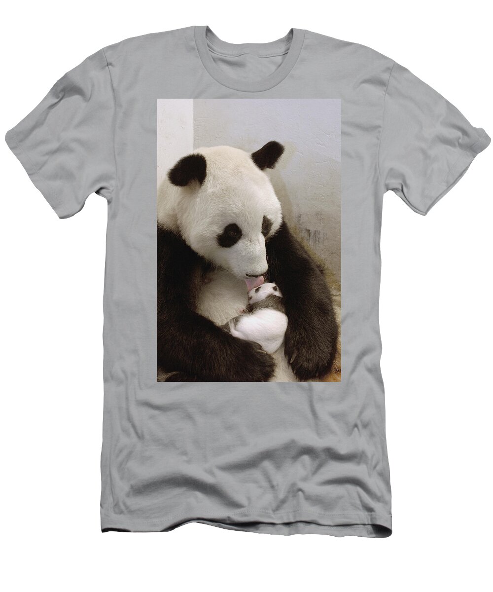 Mp T-Shirt featuring the photograph Giant Panda Ailuropoda Melanoleuca Xi by Katherine Feng