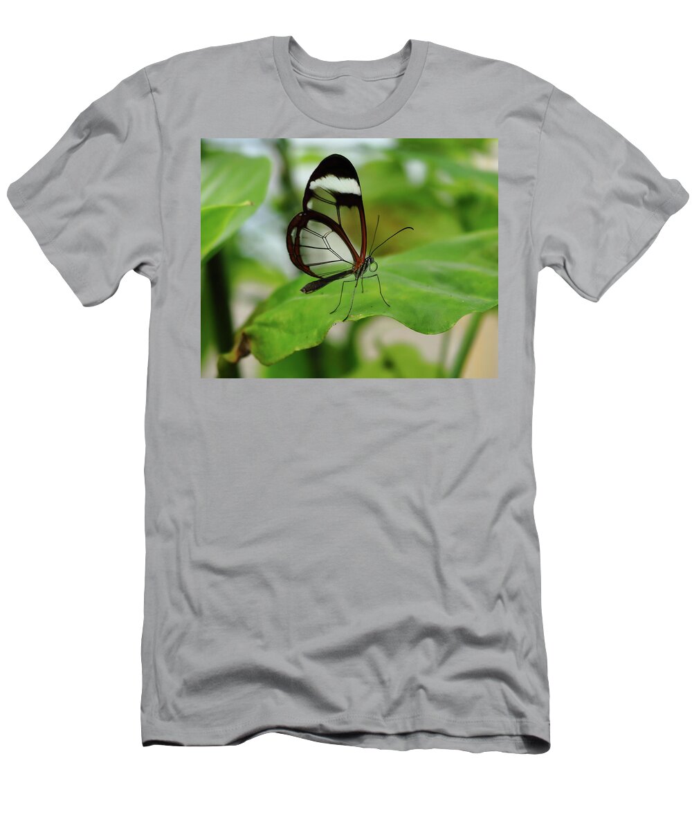 Butterfly T-Shirt featuring the photograph Glasswinged Butterfly by Jeff Townsend