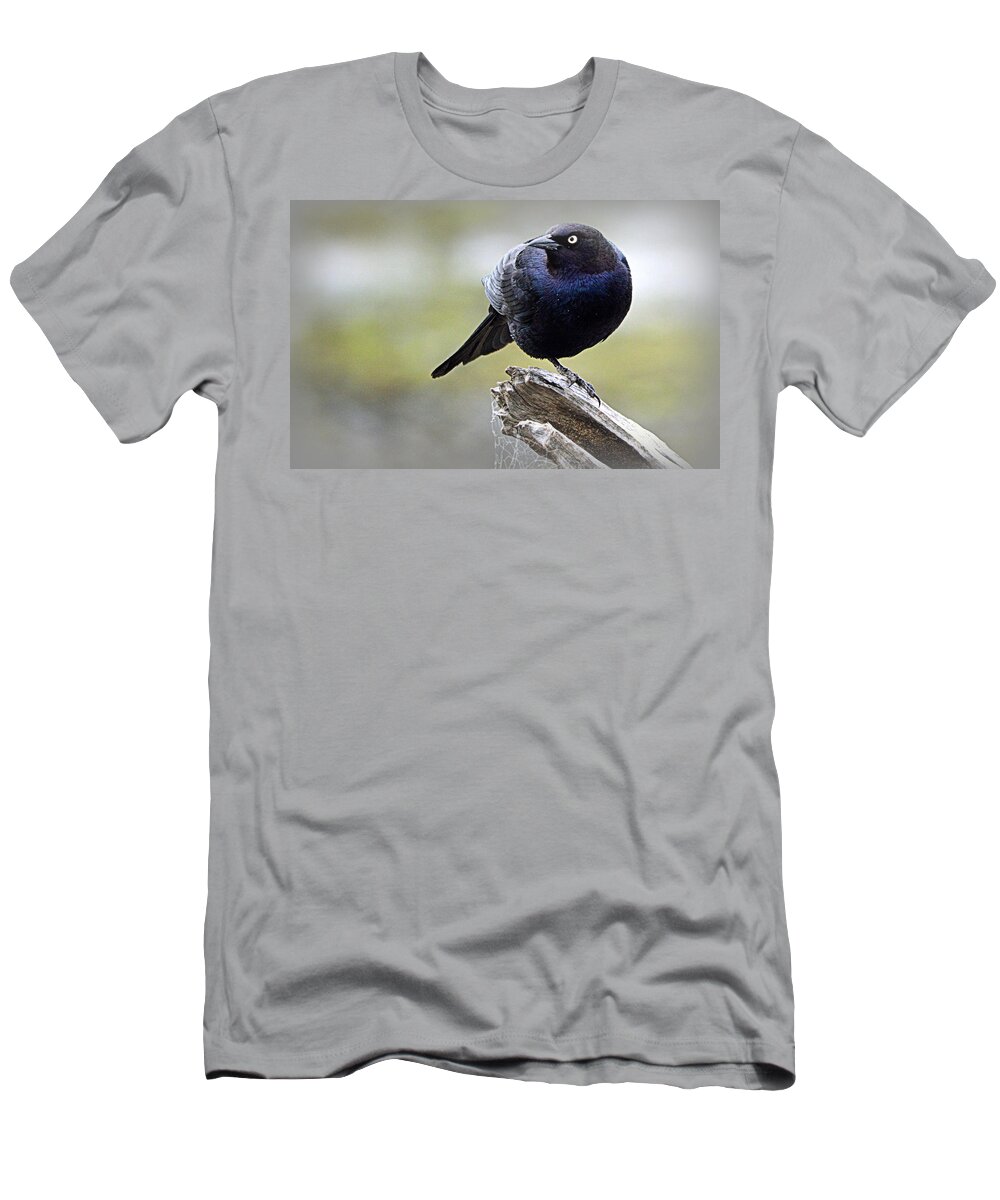 Birds T-Shirt featuring the photograph Grackle Resting by AJ Schibig