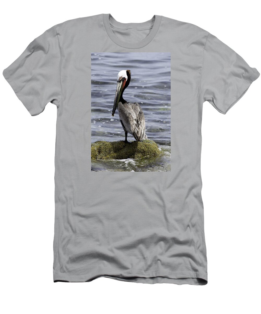 Pelican T-Shirt featuring the photograph Handsome by Mark Harrington