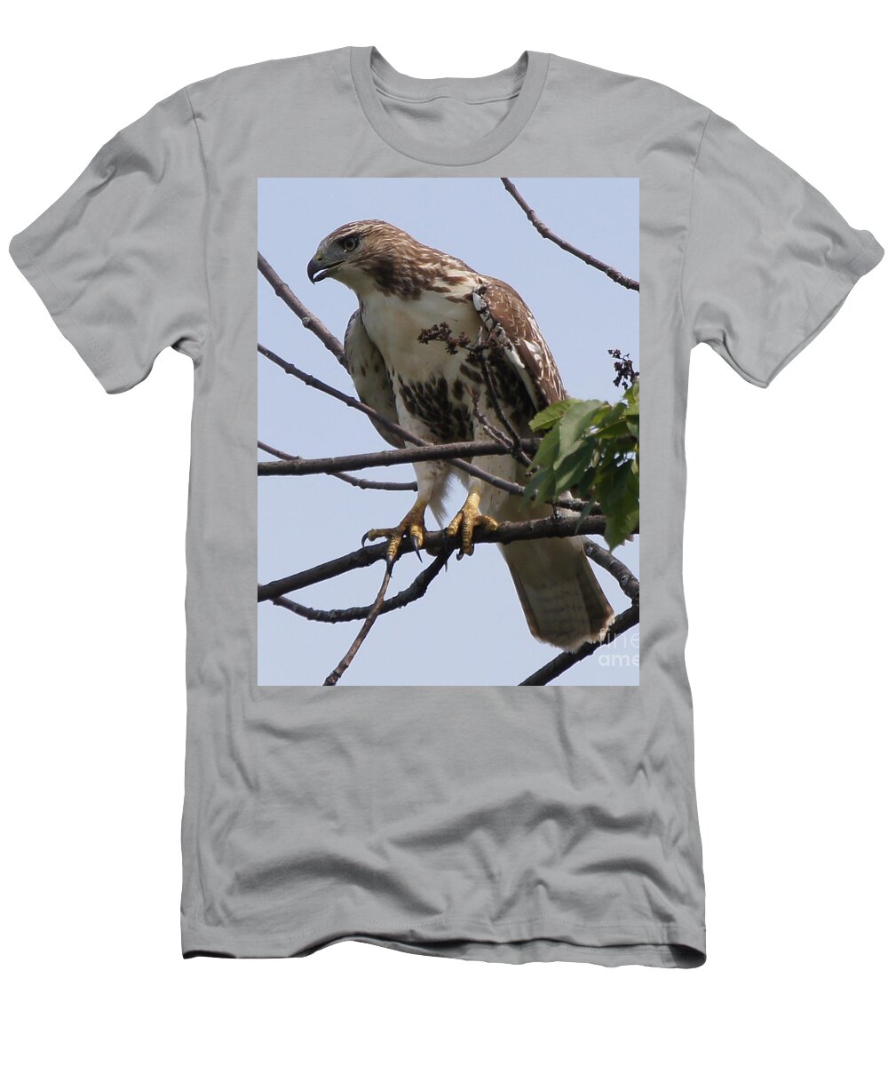 Hawk T-Shirt featuring the photograph Hawk Before The Kill by Robert Alter Reflections of Infinity