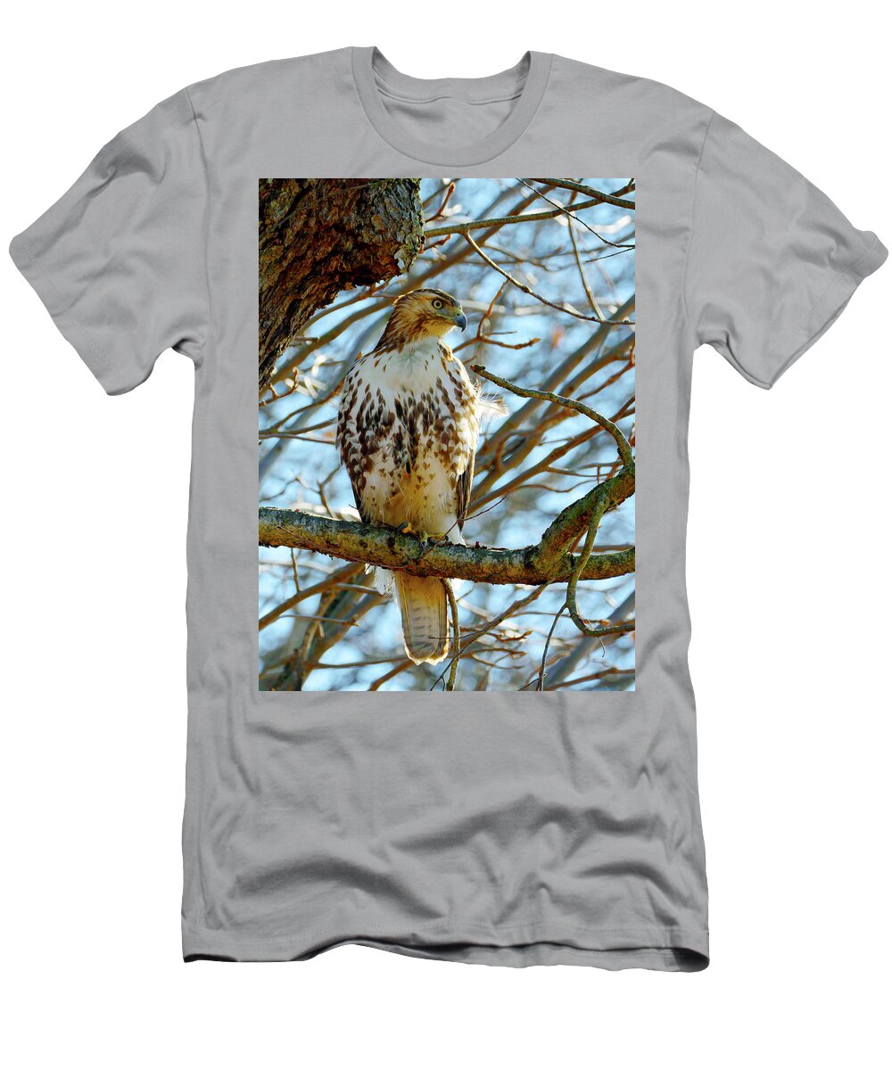 Birds T-Shirt featuring the photograph Hawk by Paul Ross