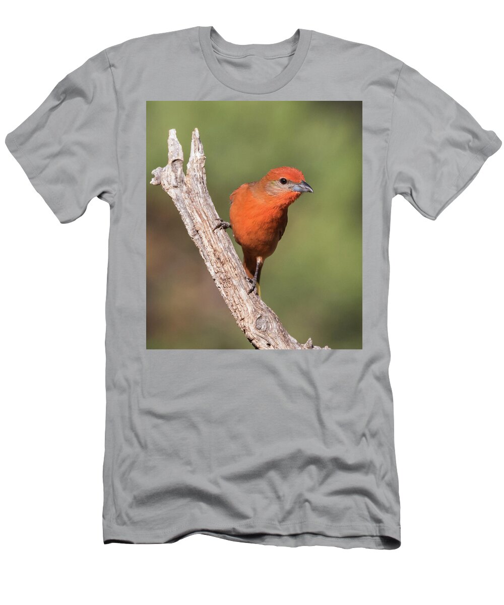Bird T-Shirt featuring the photograph Hepatic Tanager by Dee Carpenter